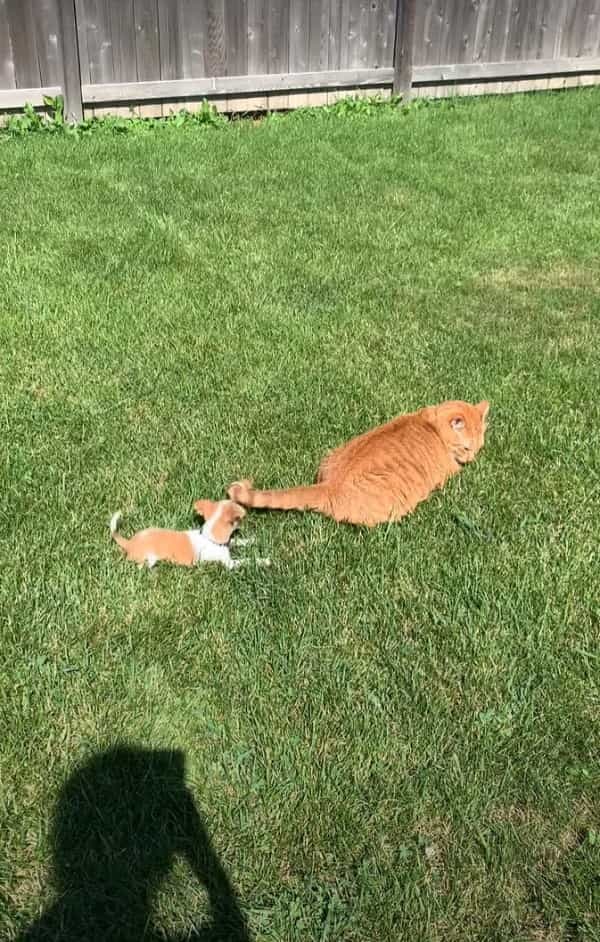 猫は子犬をあやすプロ！？しっぽひとつですっかり子犬の事を夢中にさせています！！