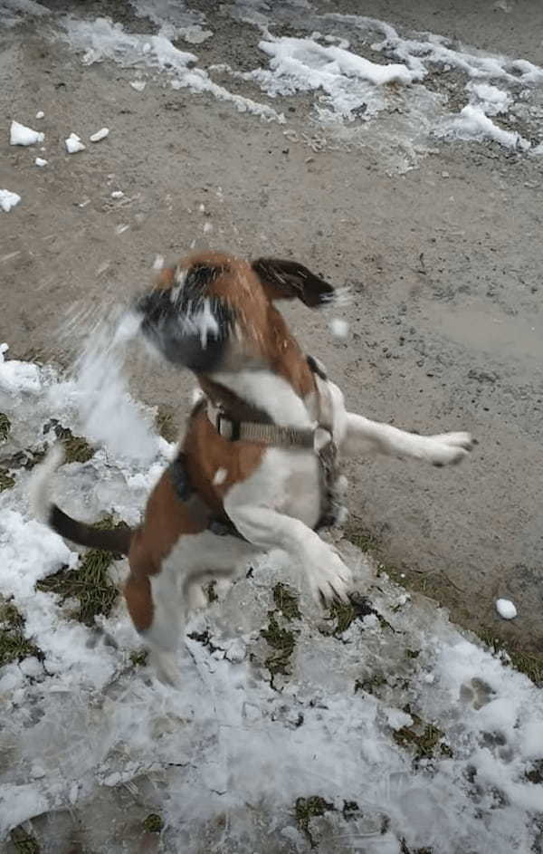 飼い主さんが投げるボールをキャッチしようとくわえてみるも、全然うまくいかない愛犬。それもそのはず、そのボールというのは・・