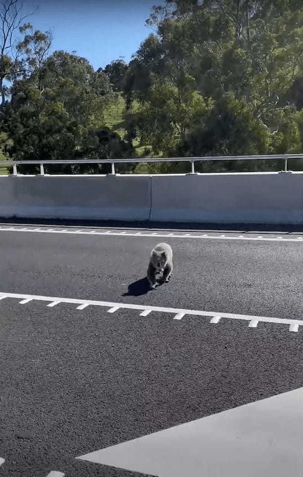 道路の真ん中に姿を現した動物の姿にビックリ！！木の上でのんびりしているイメージの『あの動物』を前に車は止まらざるをえません・・！！