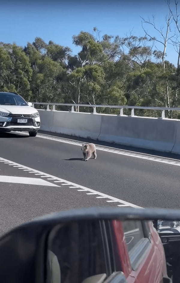 道路の真ん中に姿を現した動物の姿にビックリ！！木の上でのんびりしているイメージの『あの動物』を前に車は止まらざるをえません・・！！