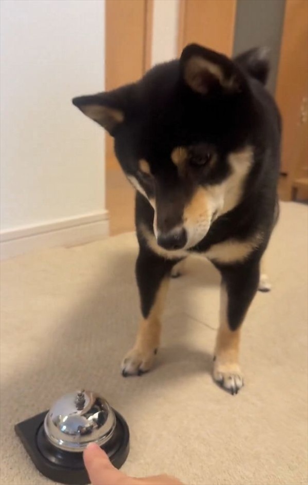 ベルにあとちょっと届いていないね～。柴犬は自分の足の長さを分かっていないみたいと話題に「空振りあんよがかわいすぎ」
