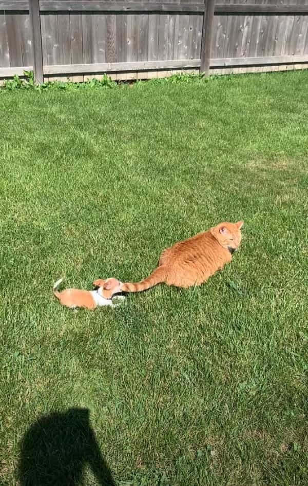 猫は子犬をあやすプロ！？しっぽひとつですっかり子犬の事を夢中にさせています！！