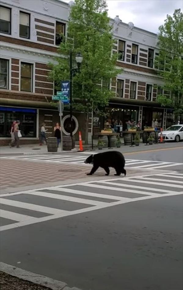 繁華街にクマがあらわれた！・・・と思ったら？右往左往したり、木の陰に隠れたりと人間の街にビクビクしているみたいです【アメリカ・動画】