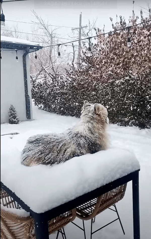 シベリアンハスキーは雪が降ってたらむしろお家に入りたくない？！庭のデーブルの上にデン！と構えていても寒くないみたい【アメリカ・動画】