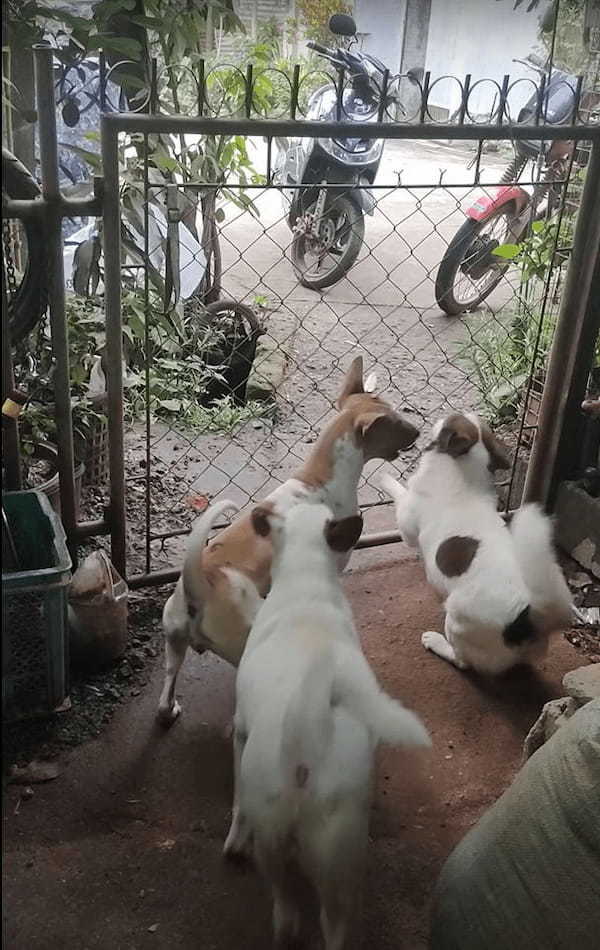 脱走のプロ！？愛犬のうち一頭が見事なジャンプで柵の上に乗ってみせると、そのまま外に遊びに出てしまいました！！【海外・動画】