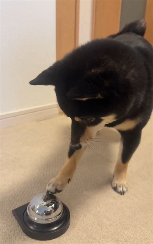 ベルにあとちょっと届いていないね～。柴犬は自分の足の長さを分かっていないみたいと話題に「空振りあんよがかわいすぎ」