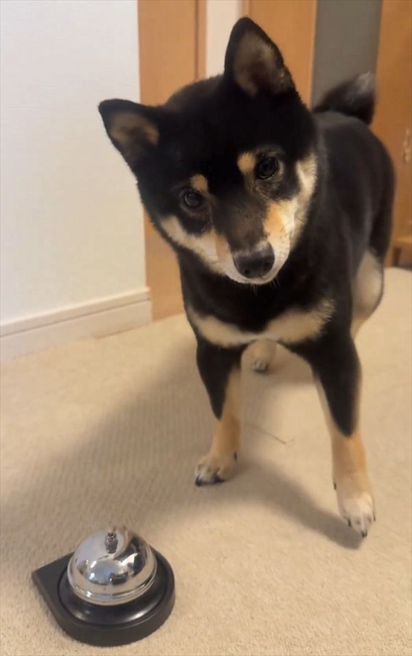 ベルにあとちょっと届いていないね～。柴犬は自分の足の長さを分かっていないみたいと話題に「空振りあんよがかわいすぎ」
