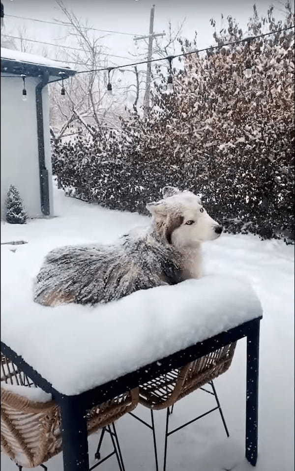 シベリアンハスキーは雪が降ってたらむしろお家に入りたくない？！庭のデーブルの上にデン！と構えていても寒くないみたい【アメリカ・動画】