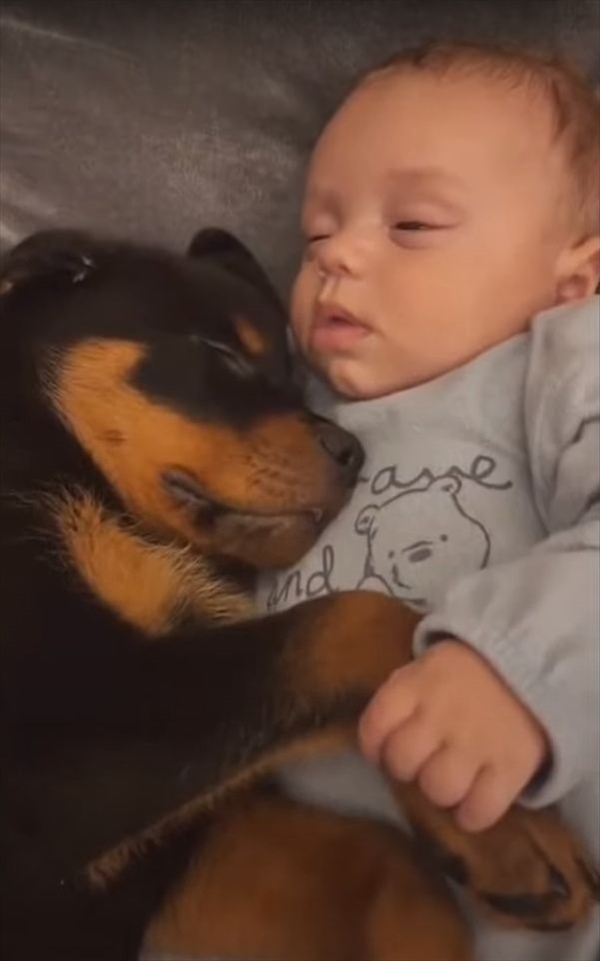 赤ちゃんと子犬のねんねの成長記録。生後2ヶ月のころはふたりは同じくらいの大きさでしたが、半年もしないうちに・・！！