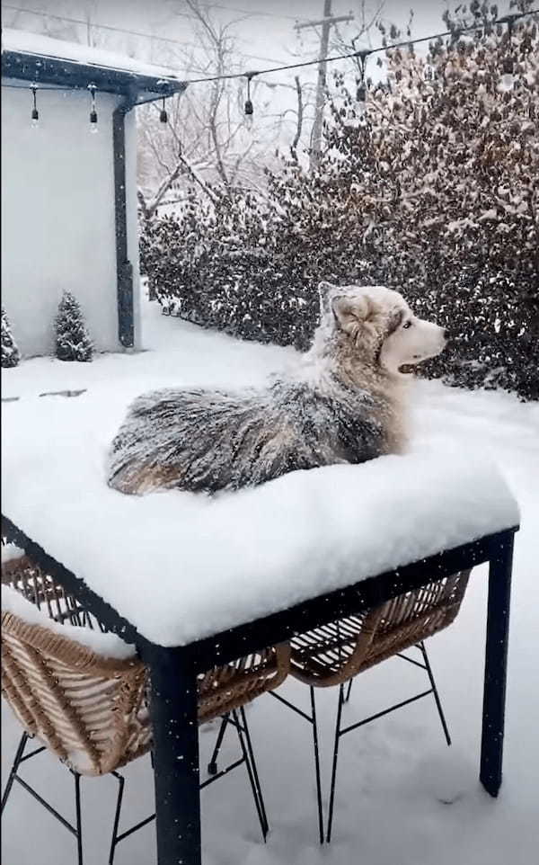 シベリアンハスキーは雪が降ってたらむしろお家に入りたくない？！庭のデーブルの上にデン！と構えていても寒くないみたい【アメリカ・動画】