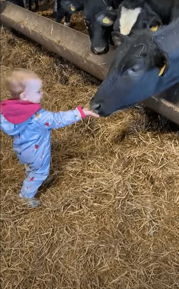 牛小屋を訪れた赤ちゃんたち。手を伸ばして挨拶してくれたお礼とばかりに牛が赤ちゃんの頭をペロリとひと舐めするのですが・・・