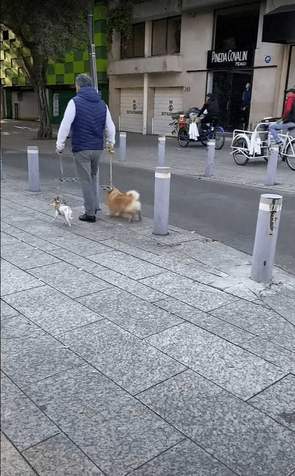 街中のお散歩だってアスレチック気分！？偶然目撃したお散歩中の犬。楽しんでるみたいだけど、運動量は隣の子の2倍ありそう！！