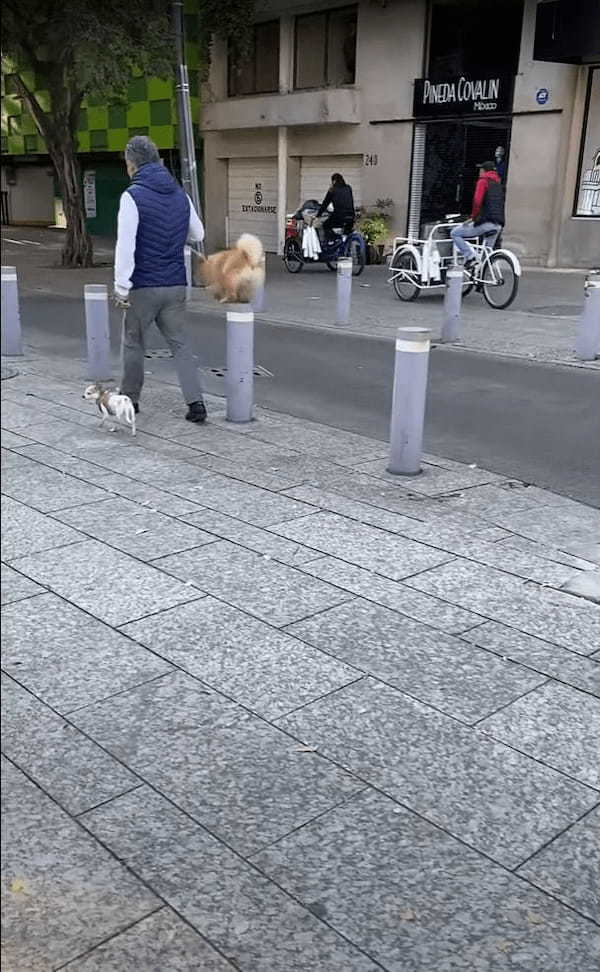 街中のお散歩だってアスレチック気分！？偶然目撃したお散歩中の犬。楽しんでるみたいだけど、運動量は隣の子の2倍ありそう！！