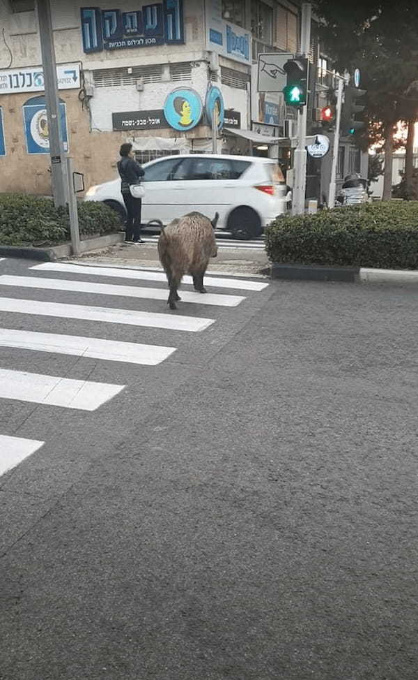 横断歩道を渡る『ある動物』の姿にビックリ！？全力でまっすぐ走るイメージがありましたが・・車に気を付けるようにゆっくり進んでいきます！！