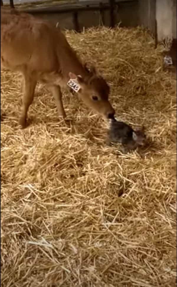 仔牛がいる飼育小屋に迷い込んできた子猫。ピンと伸びた子猫のしっぽが気になったらしく、仔牛がビックリな行動に！！【海外・動画】