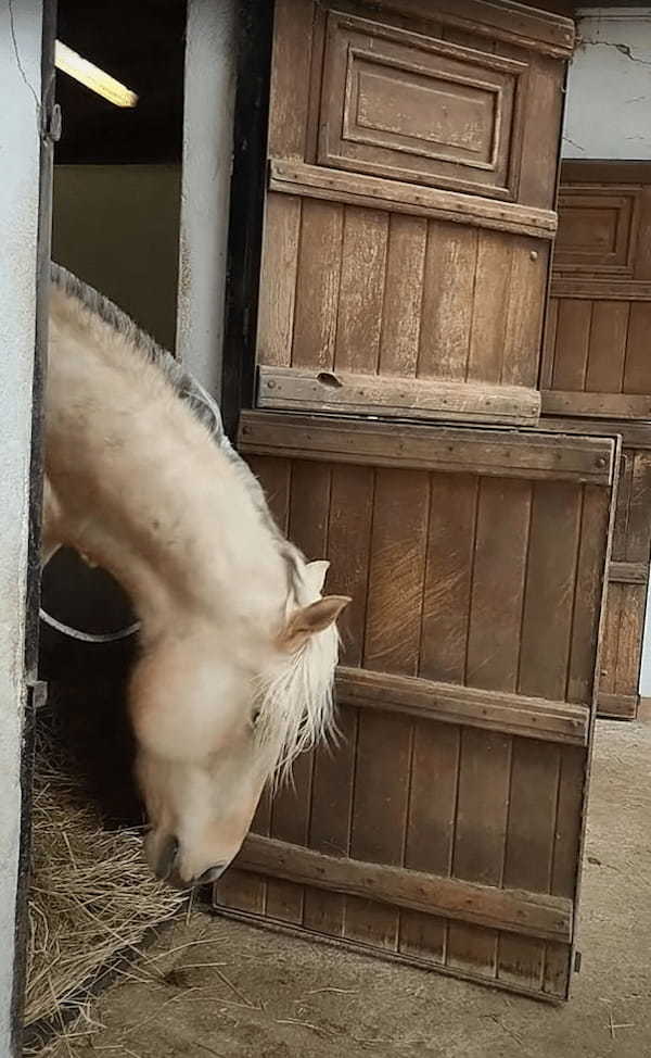 広い場所で過ごしていたいのか、馬房の扉を上手に開けた馬。よくあることということなので、もう慣れたもののようです【海外・動画】