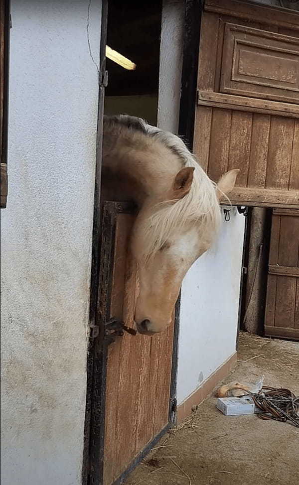 広い場所で過ごしていたいのか、馬房の扉を上手に開けた馬。よくあることということなので、もう慣れたもののようです【海外・動画】