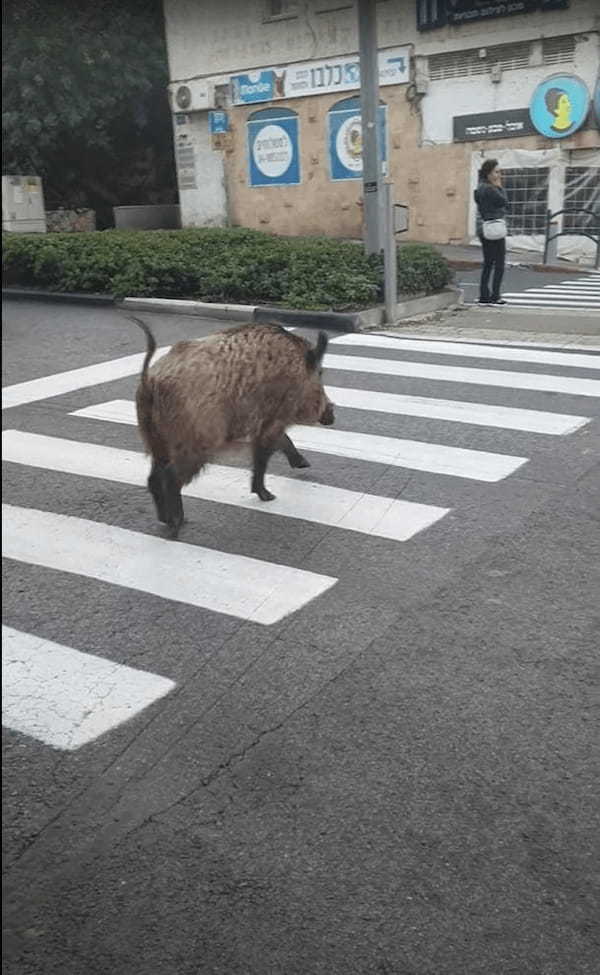 横断歩道を渡る『ある動物』の姿にビックリ！？全力でまっすぐ走るイメージがありましたが・・車に気を付けるようにゆっくり進んでいきます！！