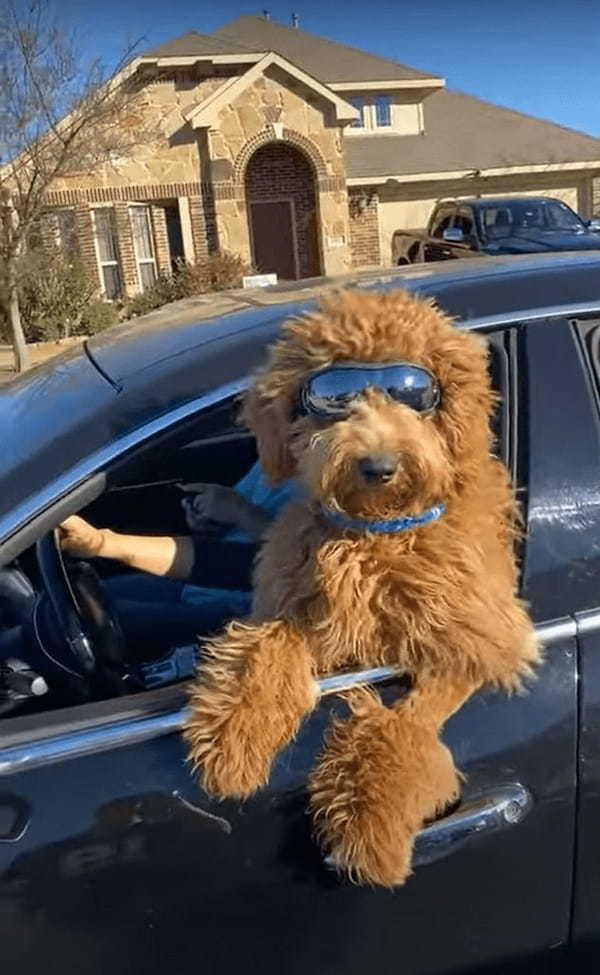 飼い主さんとドライブデート！車から身を乗り出すゴールデンドゥードルの姿が超クール！！