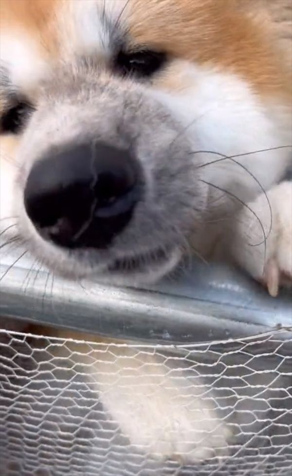 もう一回催促しちゃうかわいさ！秋田犬が見せた飼い主さんが帰ってきた時の顔出しがかわいすぎる！