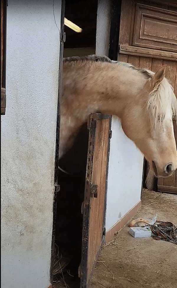 広い場所で過ごしていたいのか、馬房の扉を上手に開けた馬。よくあることということなので、もう慣れたもののようです【海外・動画】