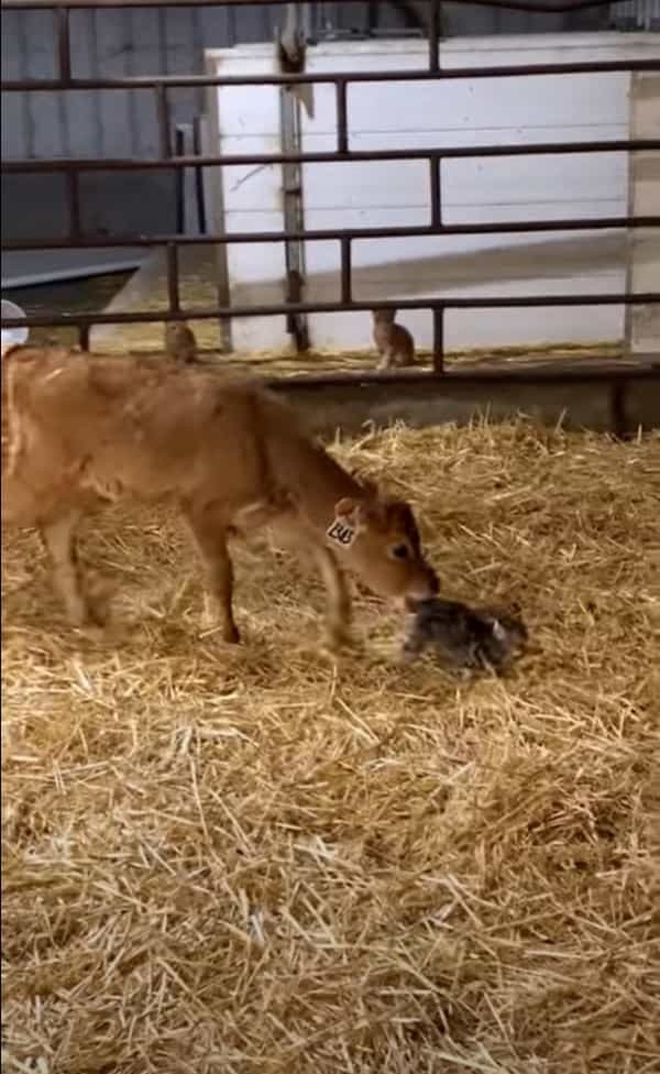 仔牛がいる飼育小屋に迷い込んできた子猫。ピンと伸びた子猫のしっぽが気になったらしく、仔牛がビックリな行動に！！【海外・動画】