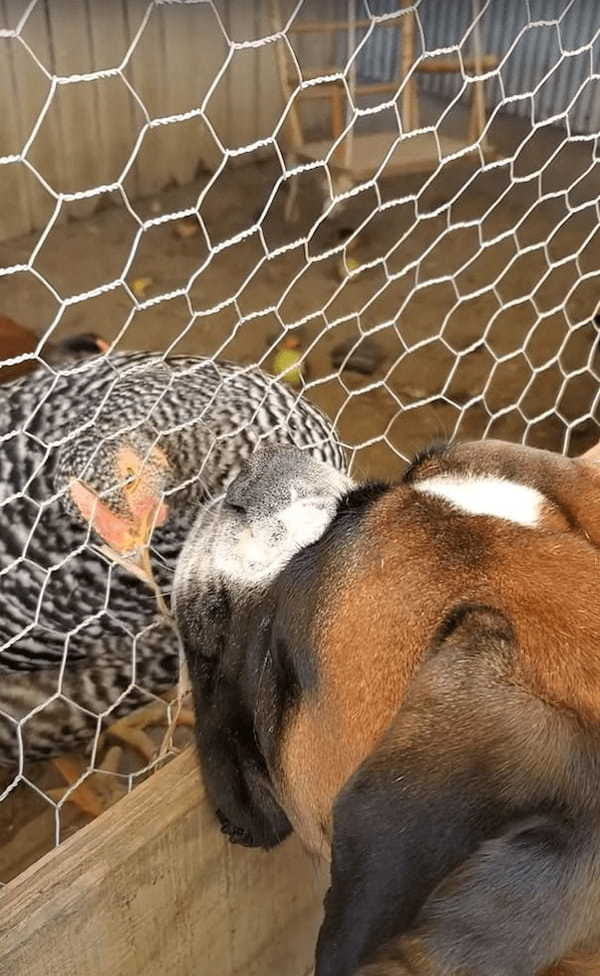 じっとニワトリを見つめる犬。その場を動くことなく、ずっと見つめているのでニワトリもなんだか不思議がっているようです