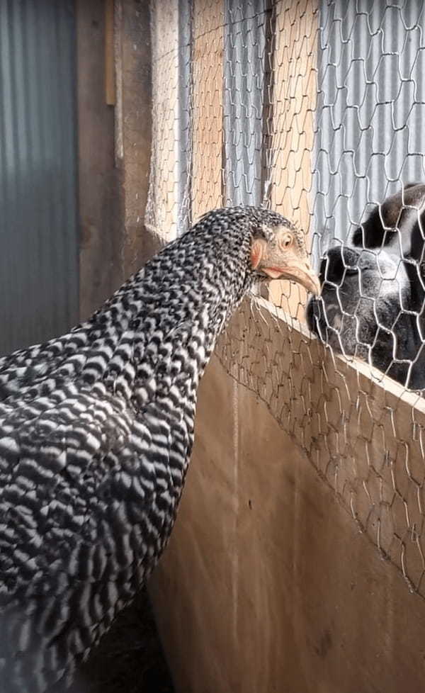 じっとニワトリを見つめる犬。その場を動くことなく、ずっと見つめているのでニワトリもなんだか不思議がっているようです