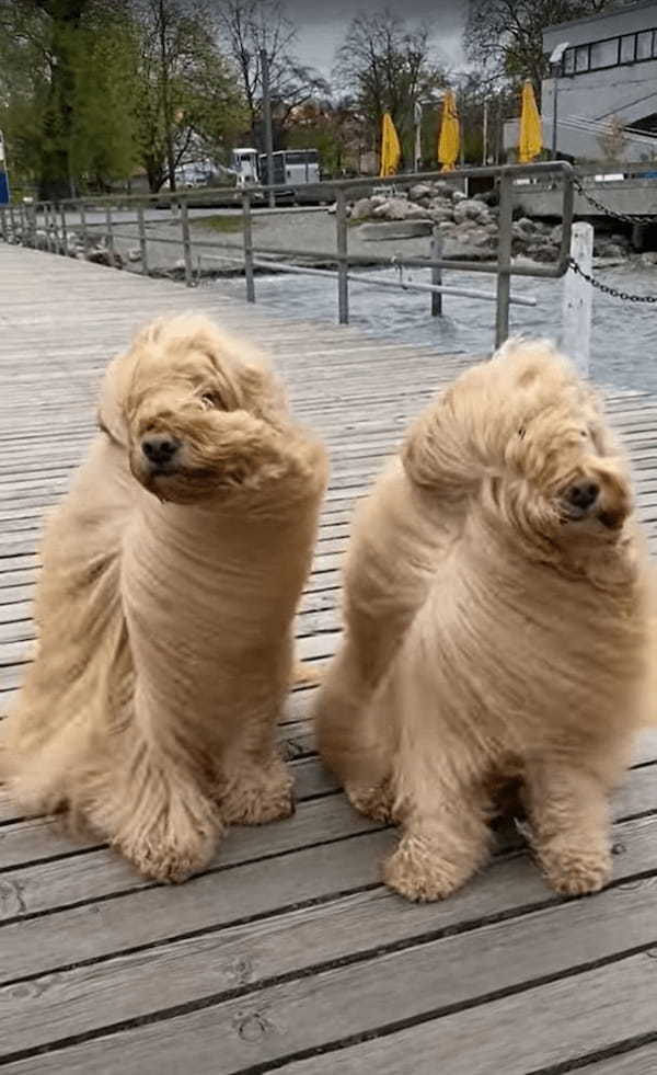 愛犬たちとチューリッヒ湖を訪れたら・・、あまりの強風に愛犬たちの姿がとんでもないことが！！
