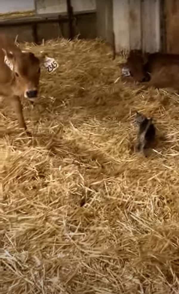 仔牛がいる飼育小屋に迷い込んできた子猫。ピンと伸びた子猫のしっぽが気になったらしく、仔牛がビックリな行動に！！【海外・動画】