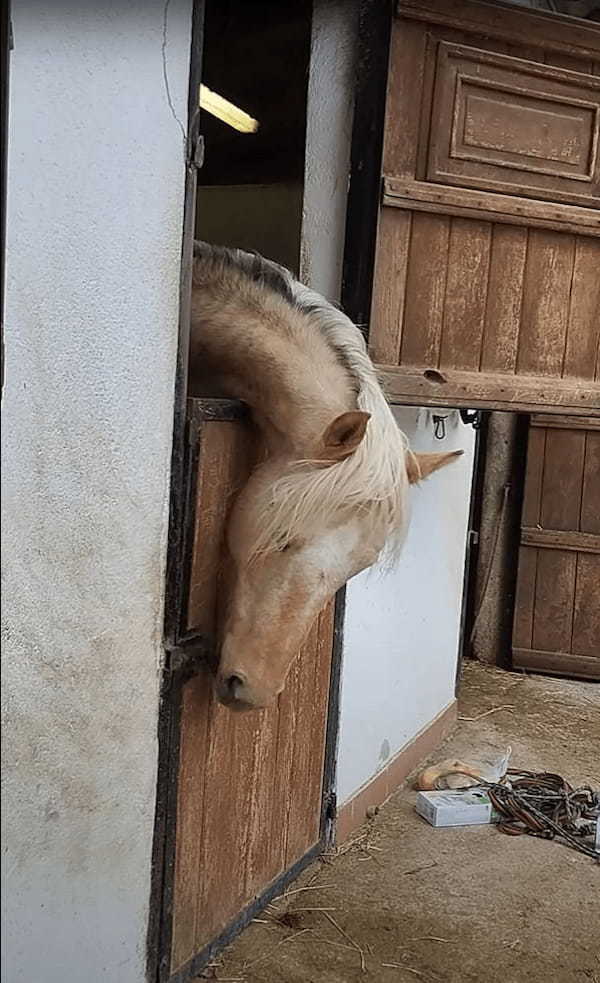 広い場所で過ごしていたいのか、馬房の扉を上手に開けた馬。よくあることということなので、もう慣れたもののようです【海外・動画】