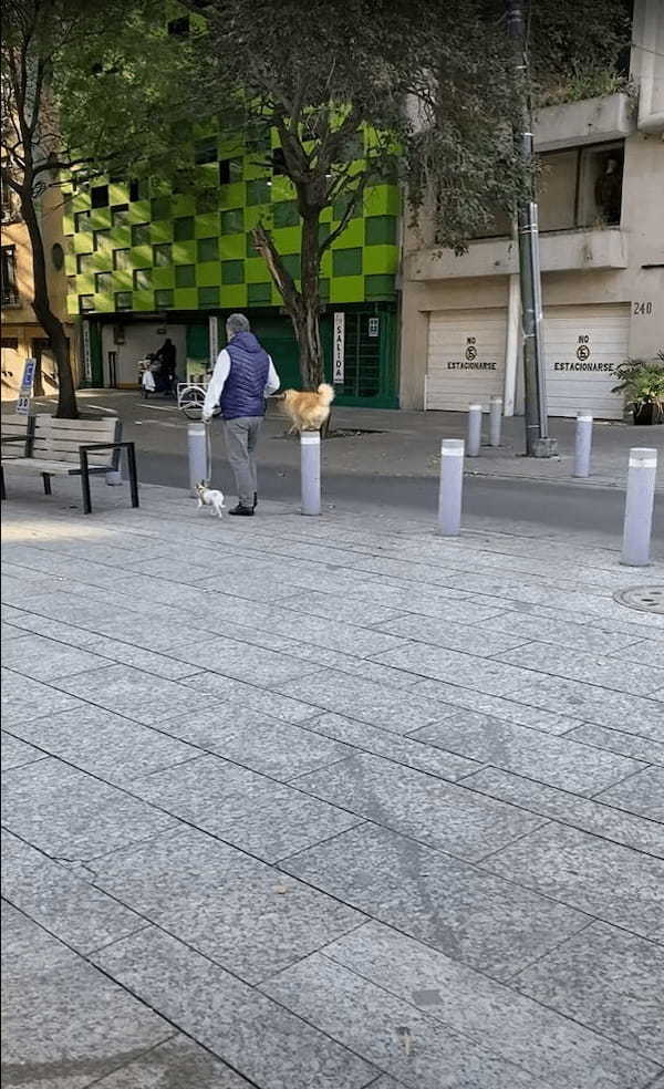 街中のお散歩だってアスレチック気分！？偶然目撃したお散歩中の犬。楽しんでるみたいだけど、運動量は隣の子の2倍ありそう！！