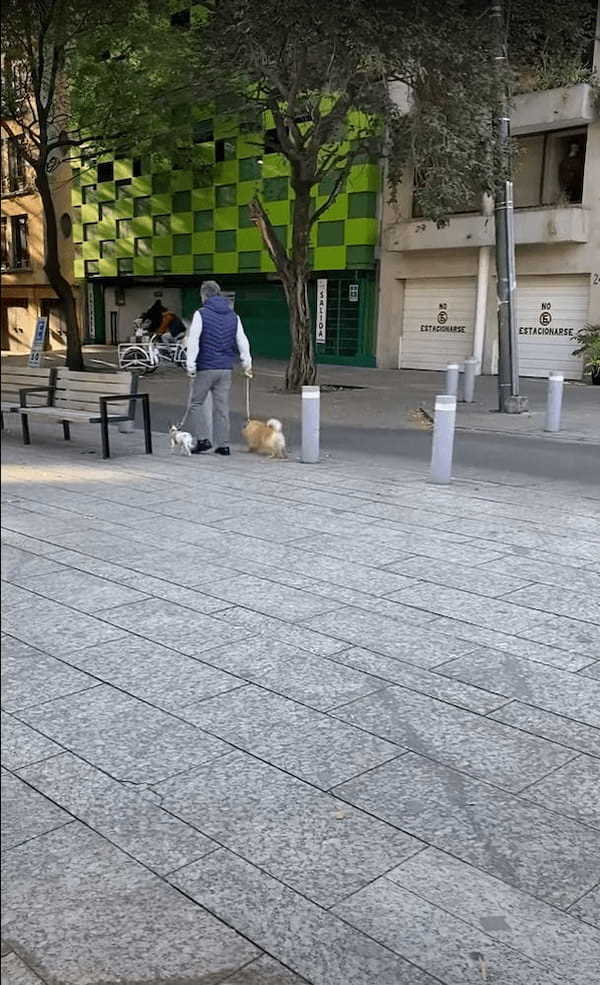 街中のお散歩だってアスレチック気分！？偶然目撃したお散歩中の犬。楽しんでるみたいだけど、運動量は隣の子の2倍ありそう！！