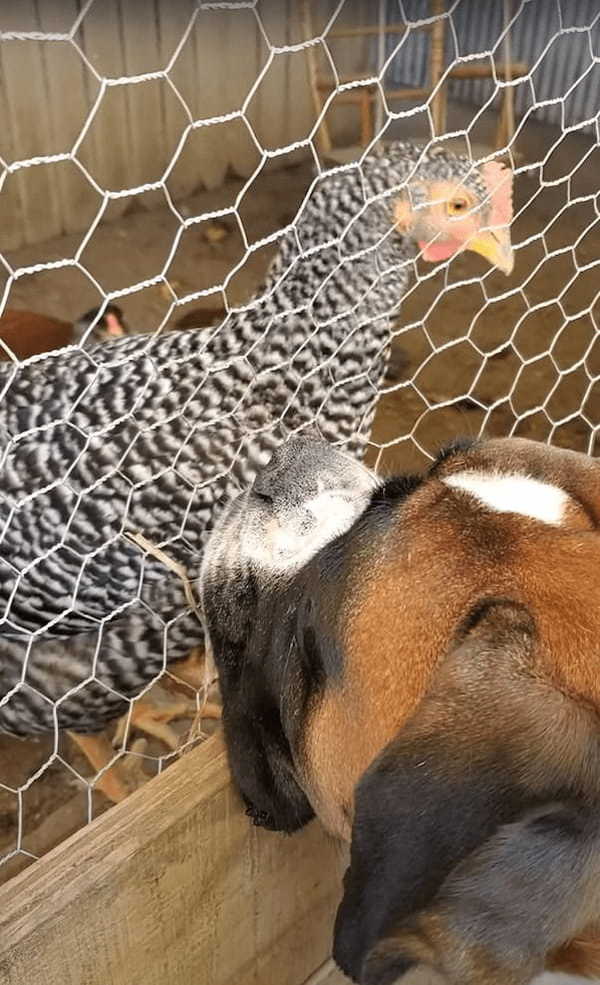 じっとニワトリを見つめる犬。その場を動くことなく、ずっと見つめているのでニワトリもなんだか不思議がっているようです