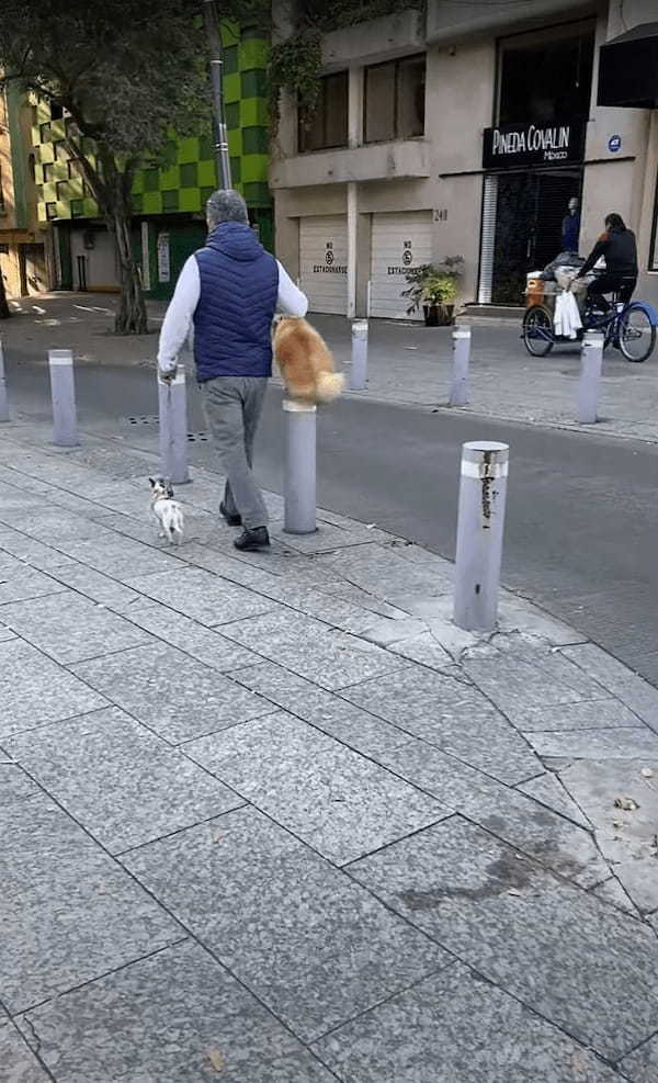 街中のお散歩だってアスレチック気分！？偶然目撃したお散歩中の犬。楽しんでるみたいだけど、運動量は隣の子の2倍ありそう！！