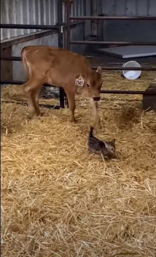 仔牛がいる飼育小屋に迷い込んできた子猫。ピンと伸びた子猫のしっぽが気になったらしく、仔牛がビックリな行動に！！【海外・動画】