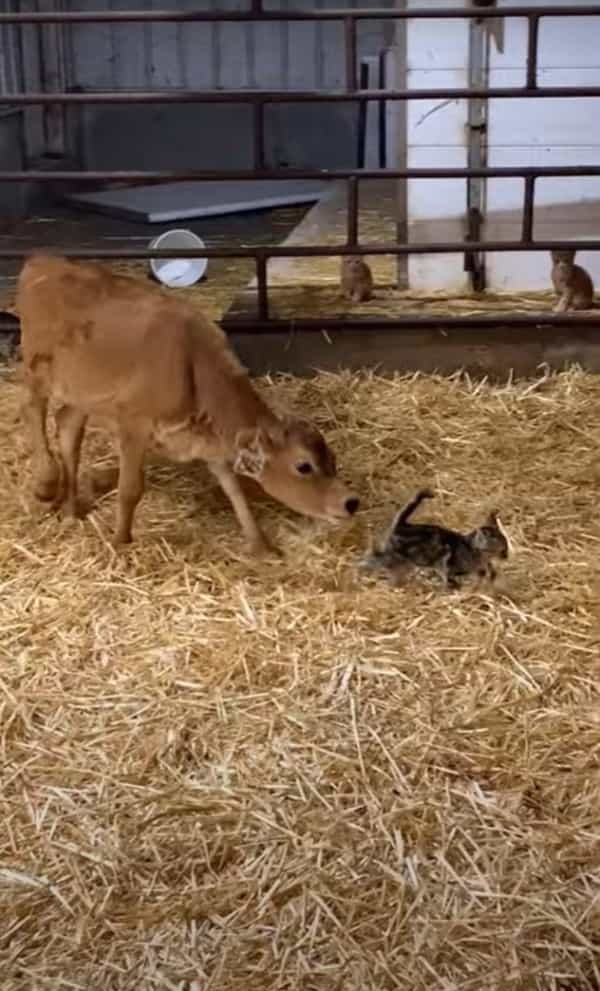 仔牛がいる飼育小屋に迷い込んできた子猫。ピンと伸びた子猫のしっぽが気になったらしく、仔牛がビックリな行動に！！【海外・動画】