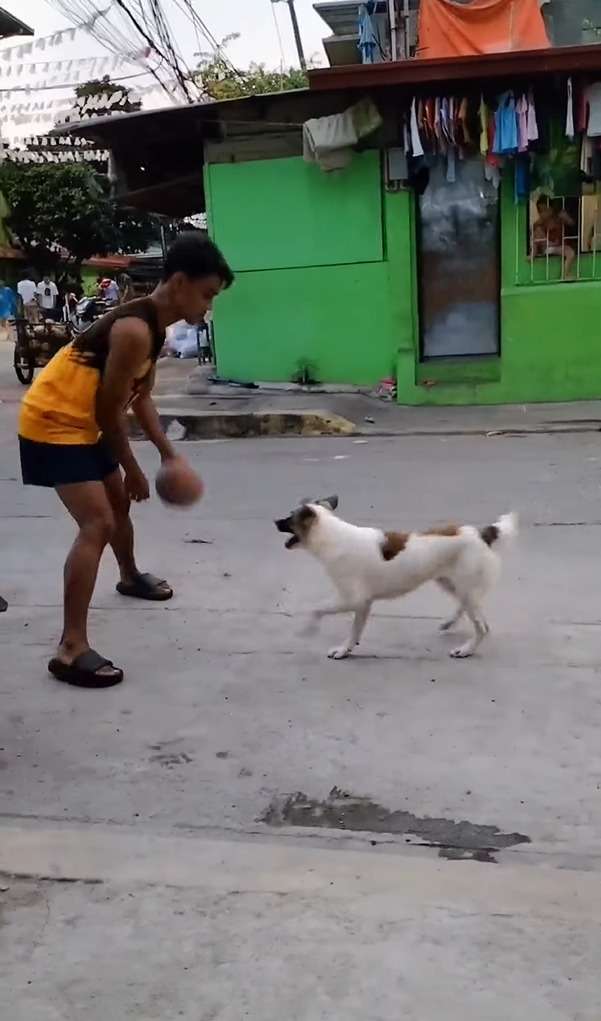 偶然？覚えた？飼い主さんがバスケットボールでドリブルをするのを見ていた愛犬。ボールを高く弾ませてもらうと・・なんとビックリ！！【動画】