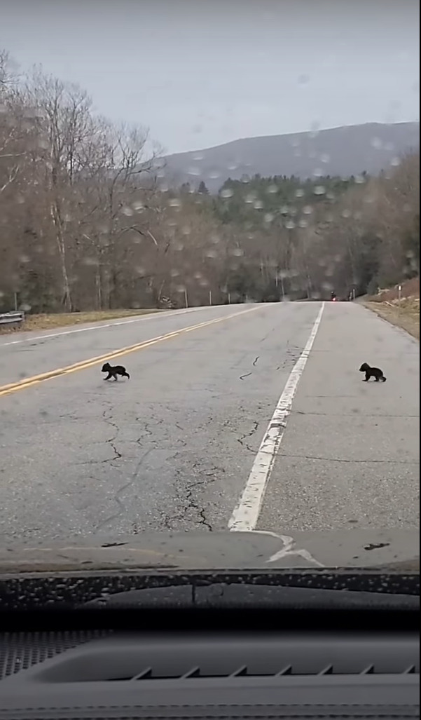 ぬいぐるみがトテトテと道路を横断していると思ったら？！道路の反対側から『巨大なあの動物』が姿をあらわしました！！【アメリカ・動画】