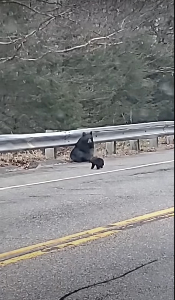 ぬいぐるみがトテトテと道路を横断していると思ったら？！道路の反対側から『巨大なあの動物』が姿をあらわしました！！【アメリカ・動画】