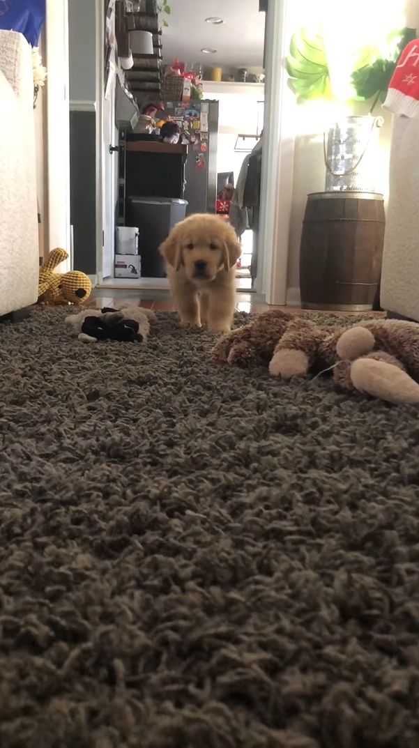 ゆっくり・・・ひっそり・・・。コソッと飼い主さんに近寄ってくる子犬。最後は一気に・・・駆け寄ります！！