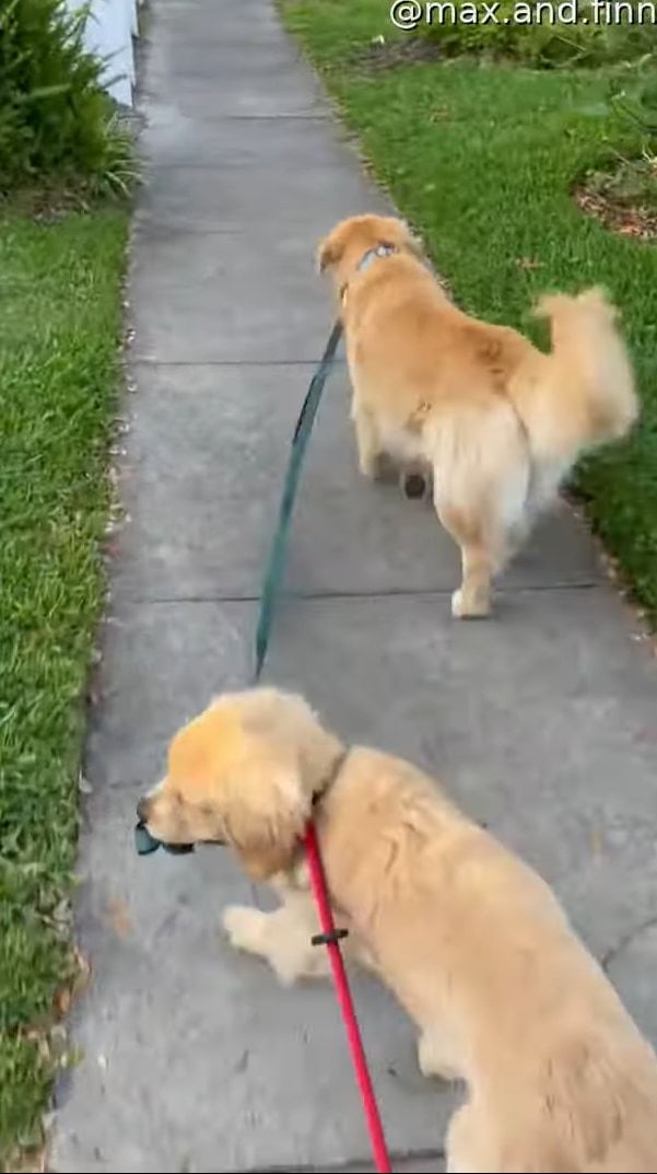 2匹の愛犬と楽しく散歩中と思ったら・・・、あれ？1匹のリードを持っているのは？？