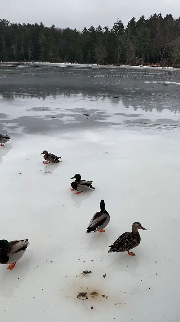 湖に鴨が着水・・・と思いきや。スケート場のようにすっかり凍っていたので、鴨はカーリングのストーンのようにスーーっと滑っていきました