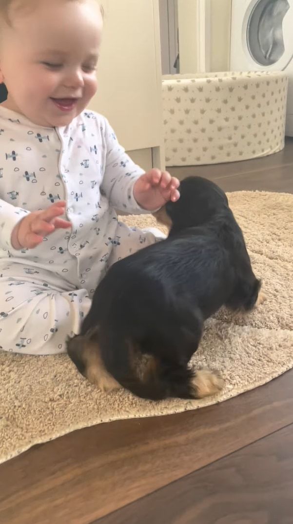 ずっと見ていられるわぁ。赤ちゃんと子犬の初めましての様子がかわいすぎる！！