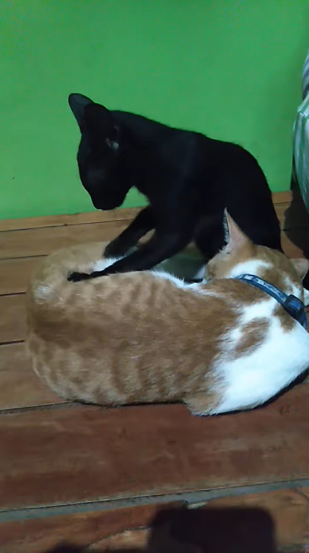 ふみふみ・・ふみふみ。フミフミ職人の黒猫は、同居猫のおなかをマッサージするのに忙しいようで、飼い主さんにかまってくれません【海外・動画】