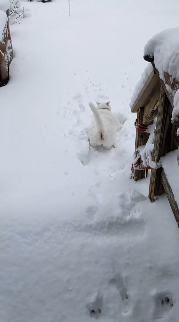 雪へ飛び込むのが初挑戦の猫。お家の外へと飛び出し庭へと駆け出るも・・・、寒すぎて外にいるのは無理だったようです