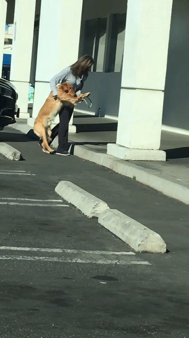 病院に行くのを頑なに拒む犬。踏ん張ったり飼い主さんも引きずるようにしてバックしてみせますが・・・