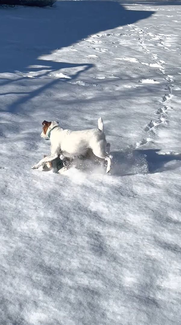 飼い主さんの元へ向かおうと雪の上を走っていたジャックラッセルテリア。ところが雪に浮かれた子犬にとんでもない方法で邪魔されてしまいました！