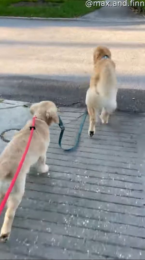 2匹の愛犬と楽しく散歩中と思ったら・・・、あれ？1匹のリードを持っているのは？？