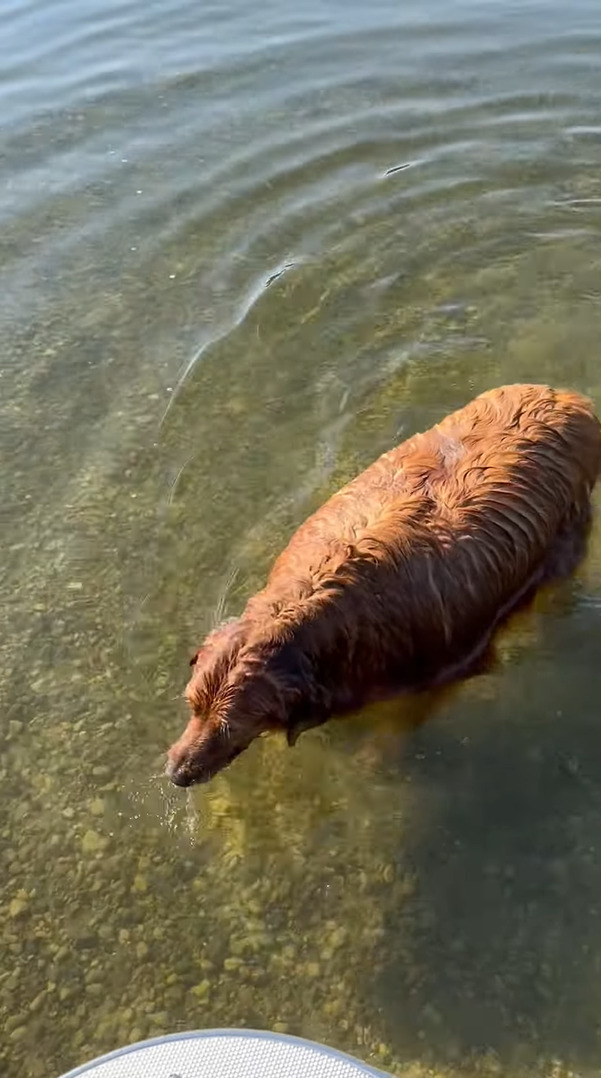 なにかを押さえつけるようにして水中にいるゴールデンレトリバー。次の瞬間、顔を水面に浸けましたが・・、その目的とは？！【アメリカ・動画】